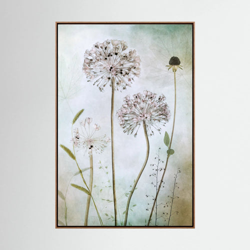 Allium by Mandy Disher