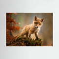Fox by Robert Adamec