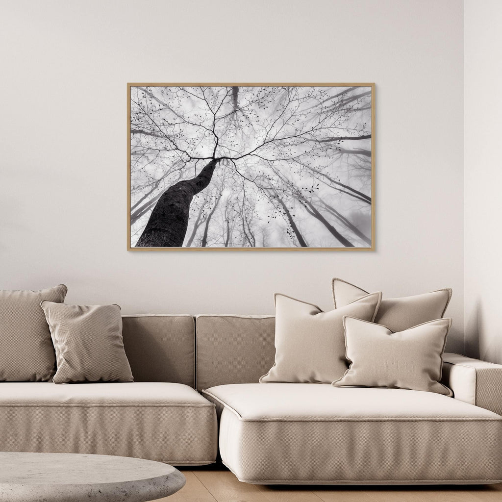 A view of the tree crown by Tom Pavlasek