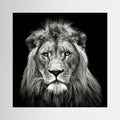 Young Male Lion by Christian Meermann