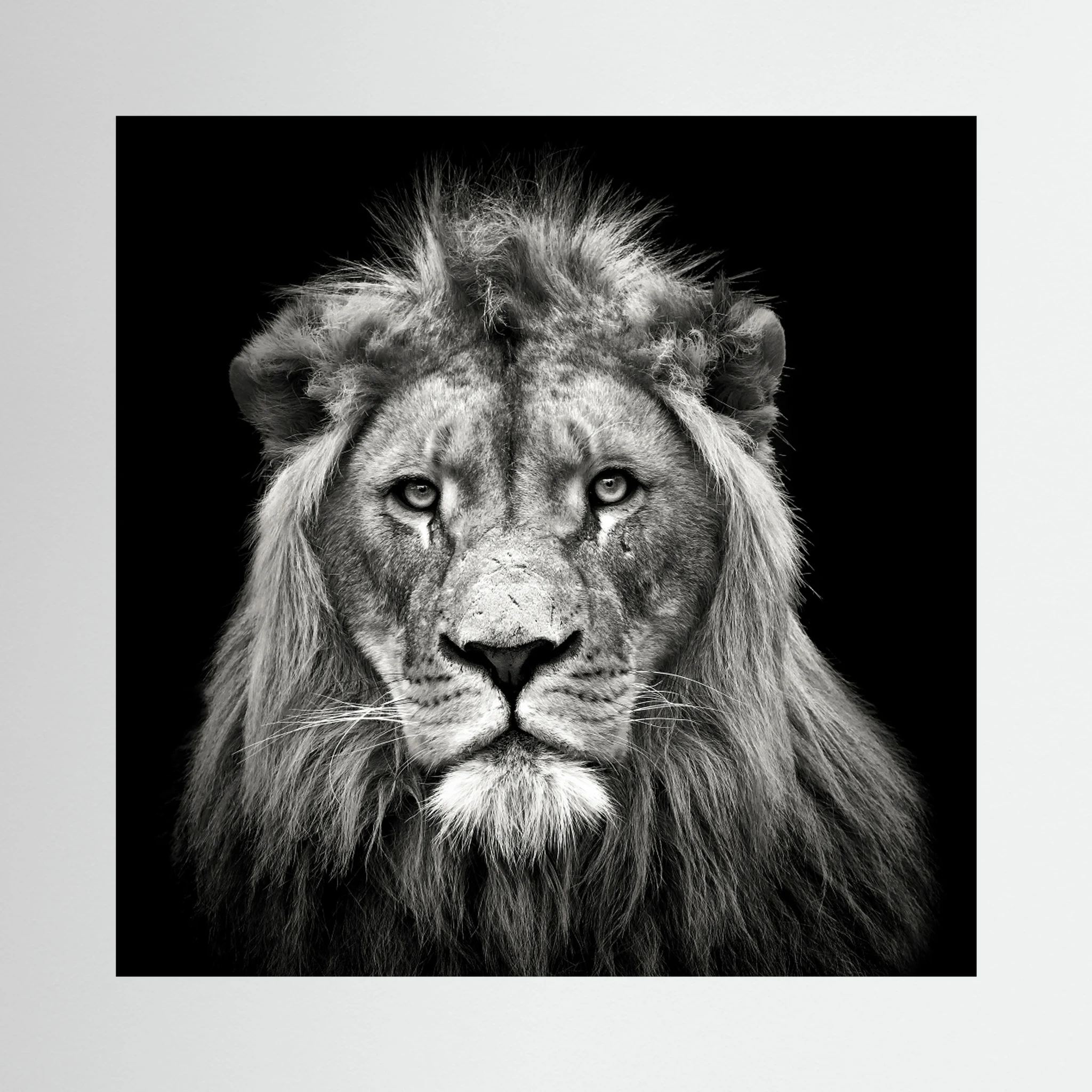 Young Male Lion by Christian Meermann