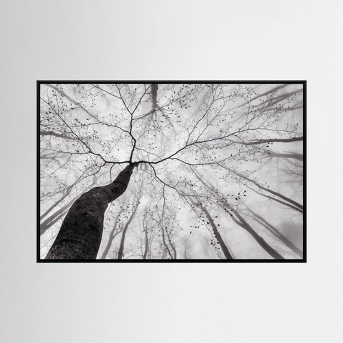 A view of the tree crown by Tom Pavlasek
