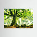 Ponthus' Beech by Christophe Kiciak