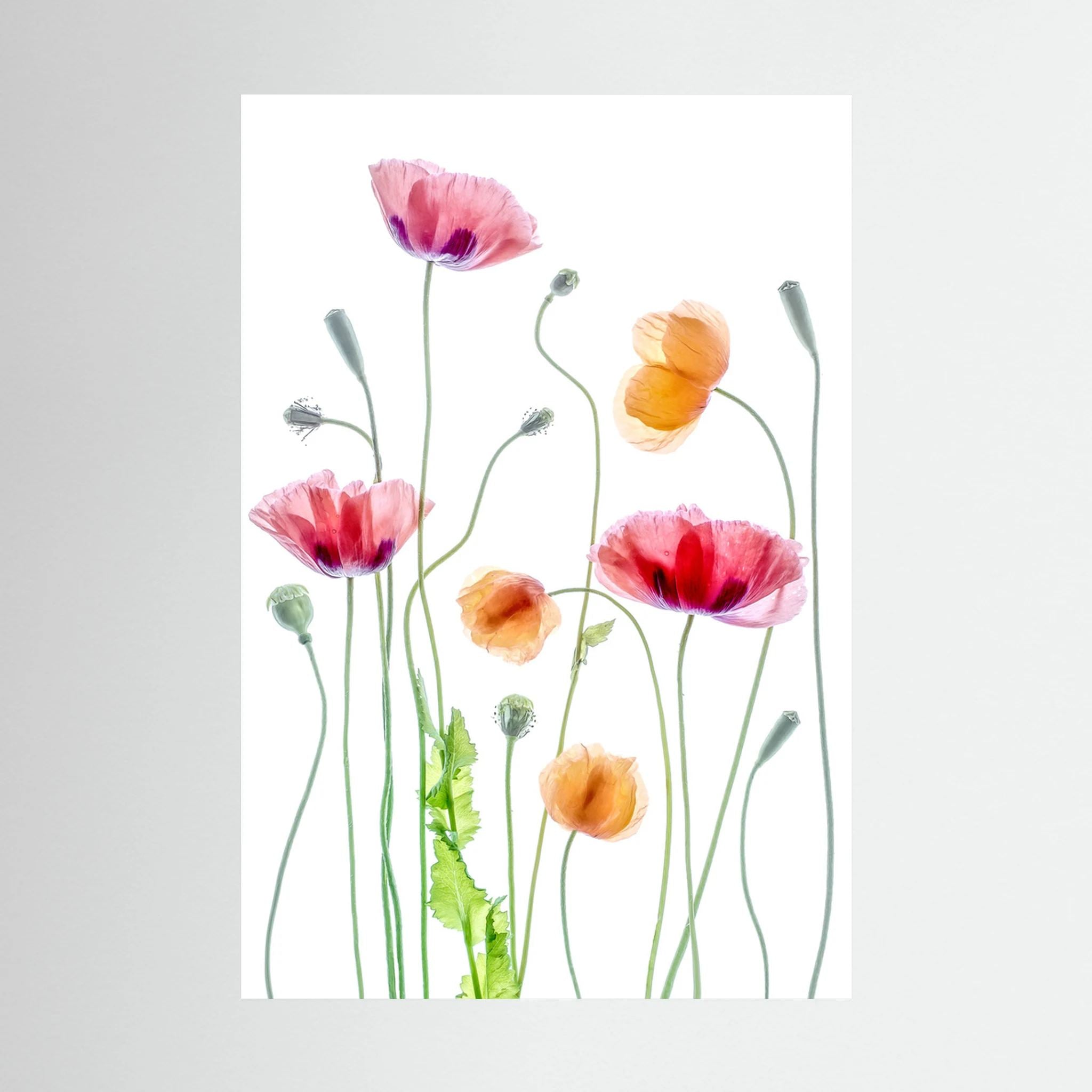 Poppies by Mandy Disher