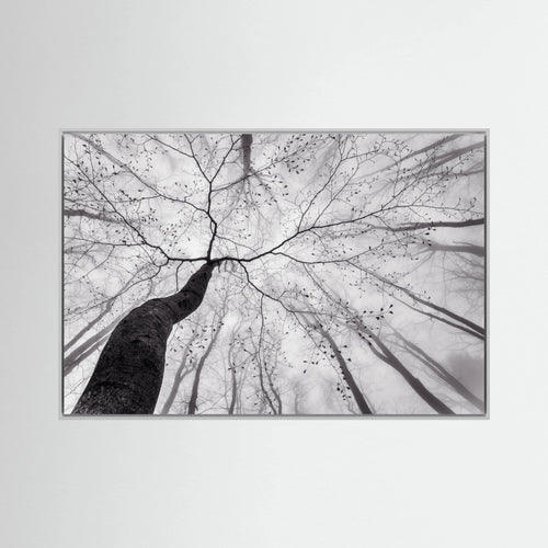 A view of the tree crown by Tom Pavlasek