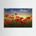 Poppies by Albena Markova