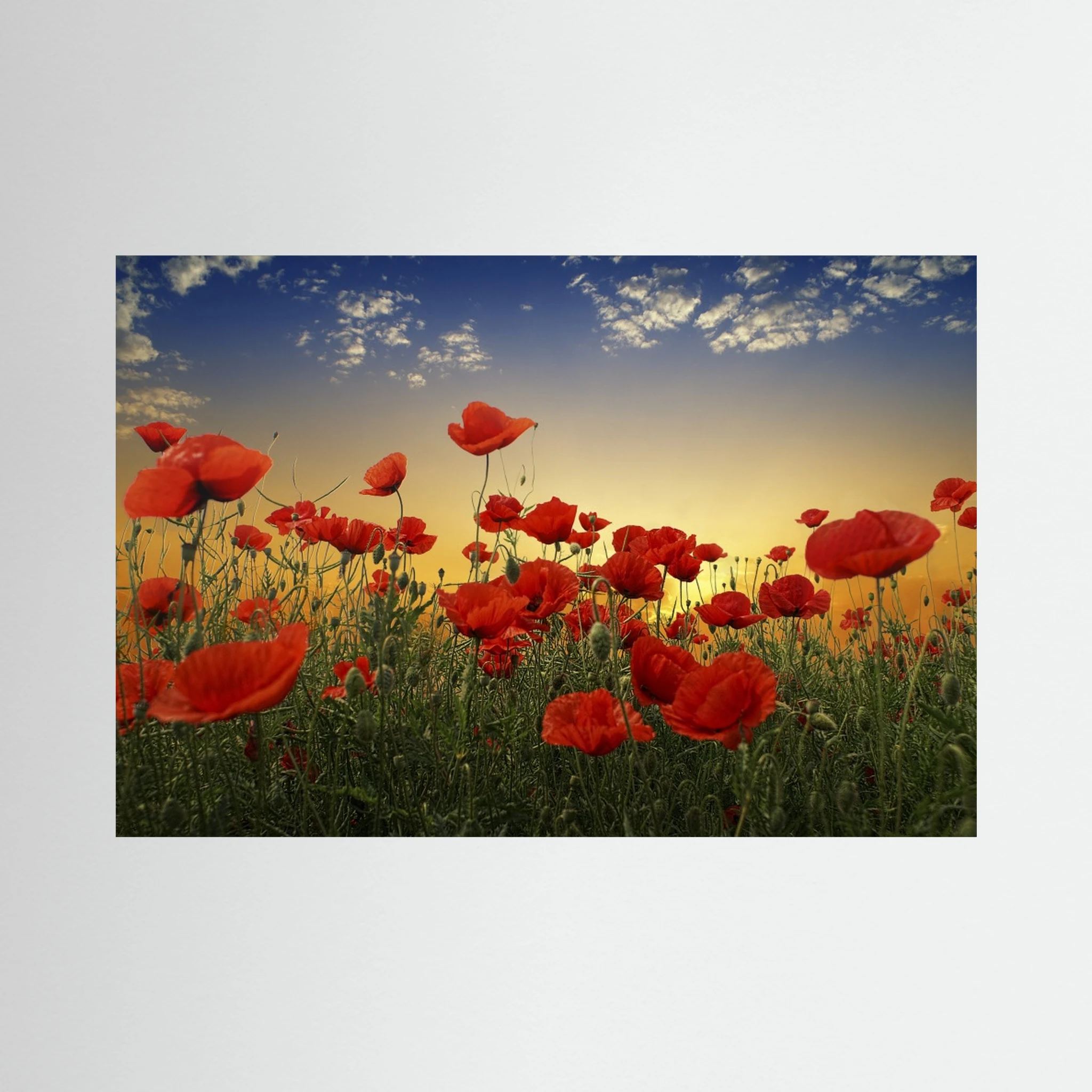 Poppies by Albena Markova