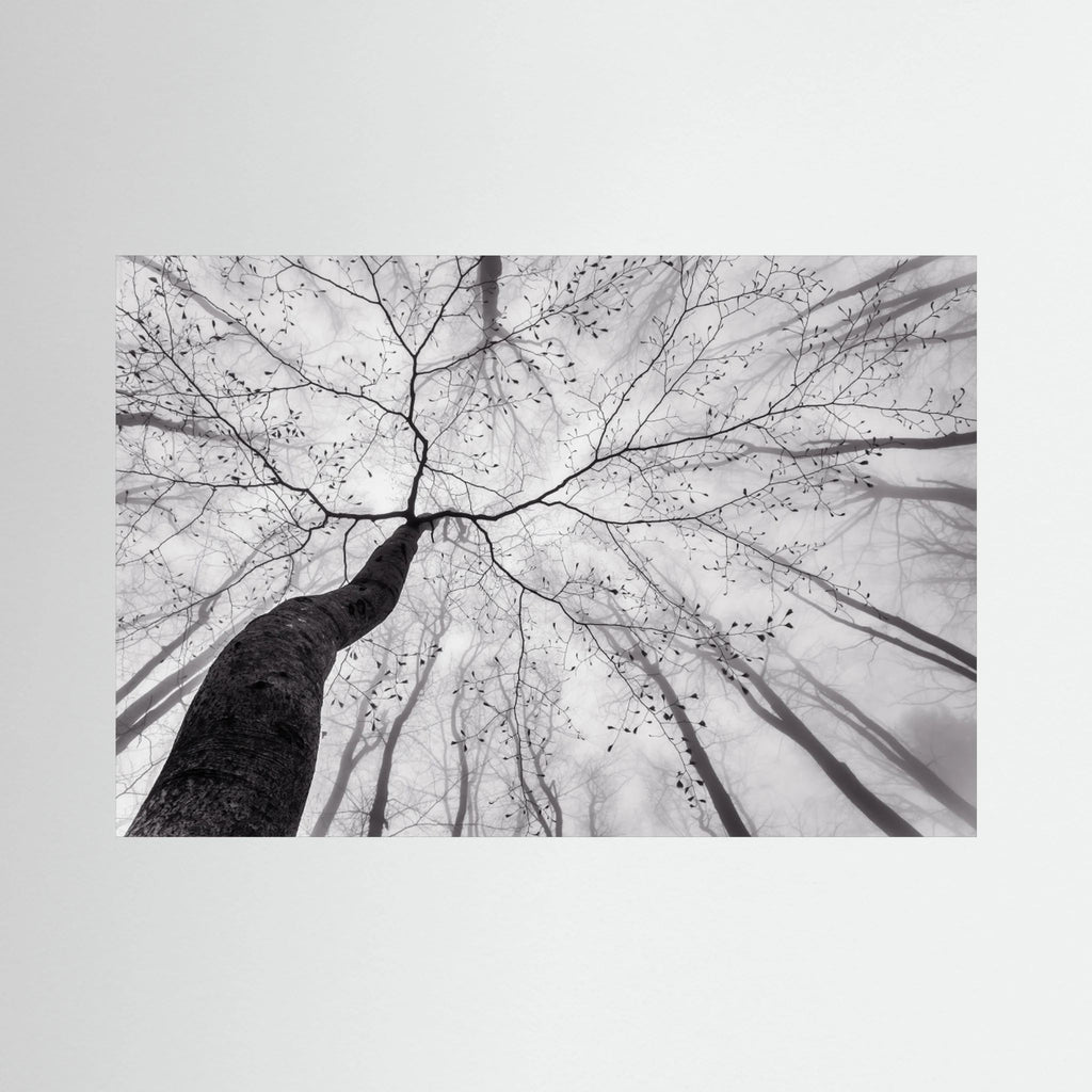 A view of the tree crown by Tom Pavlasek