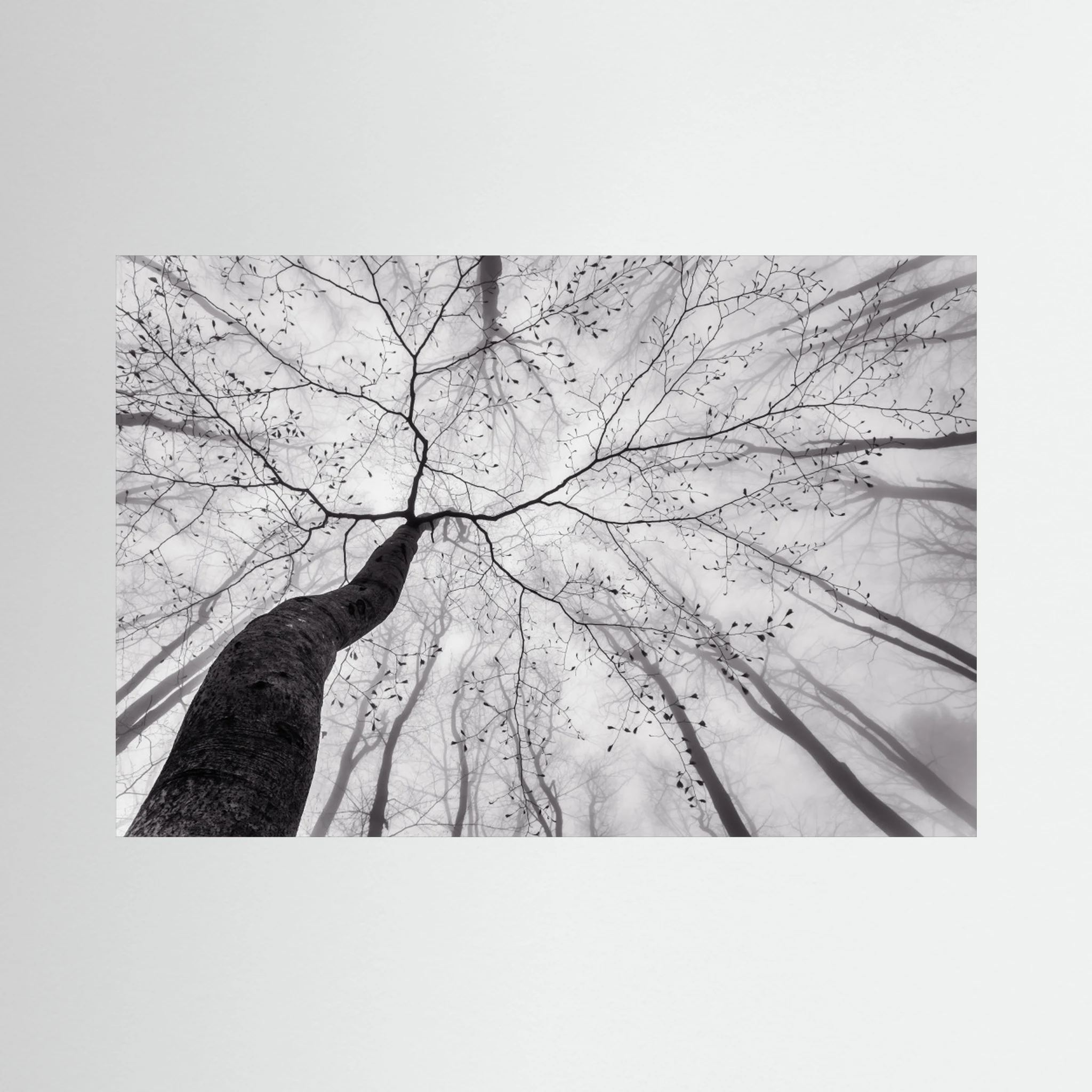 A view of the tree crown by Tom Pavlasek