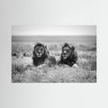 Two kings by Nicolás Merino
