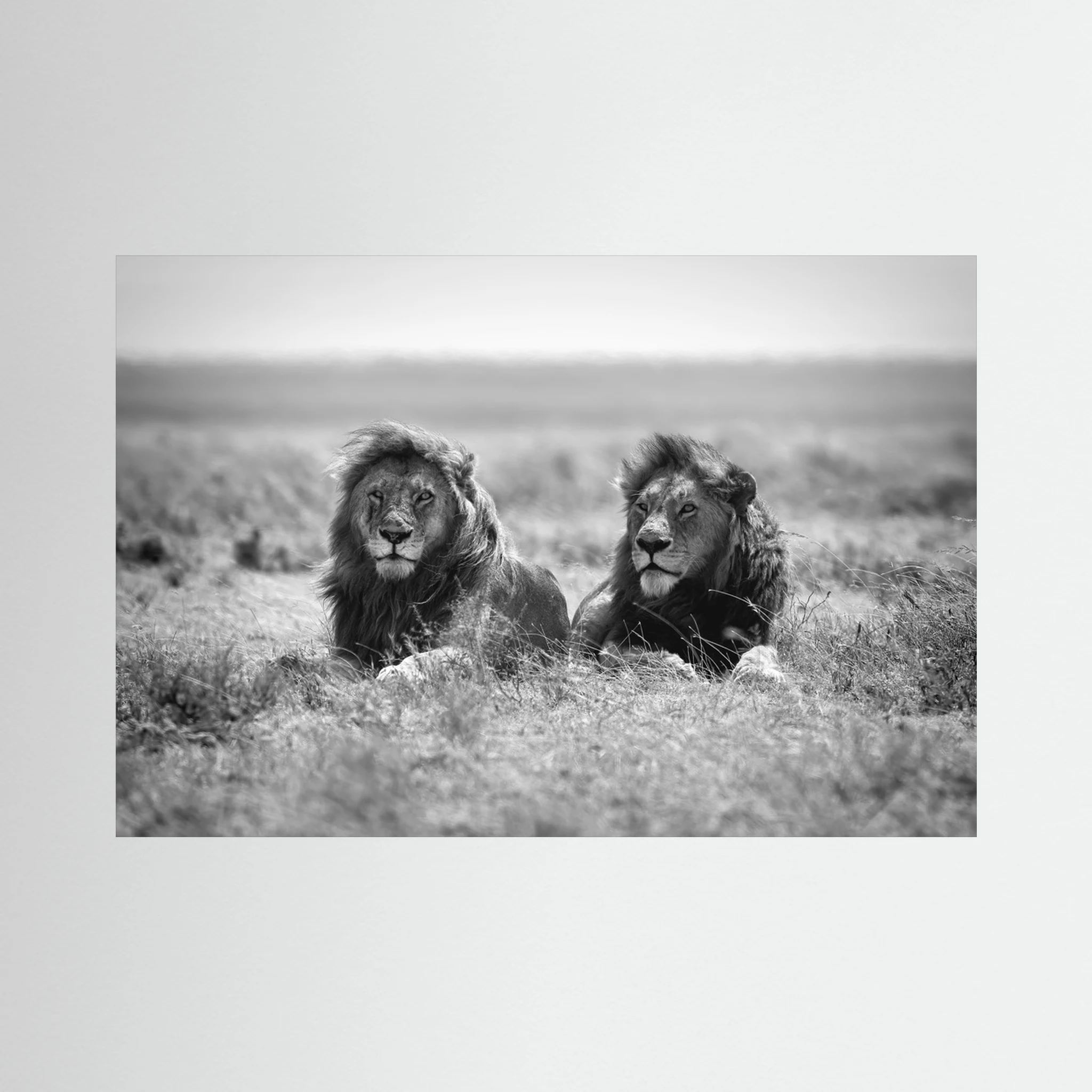 Two kings by Nicolás Merino