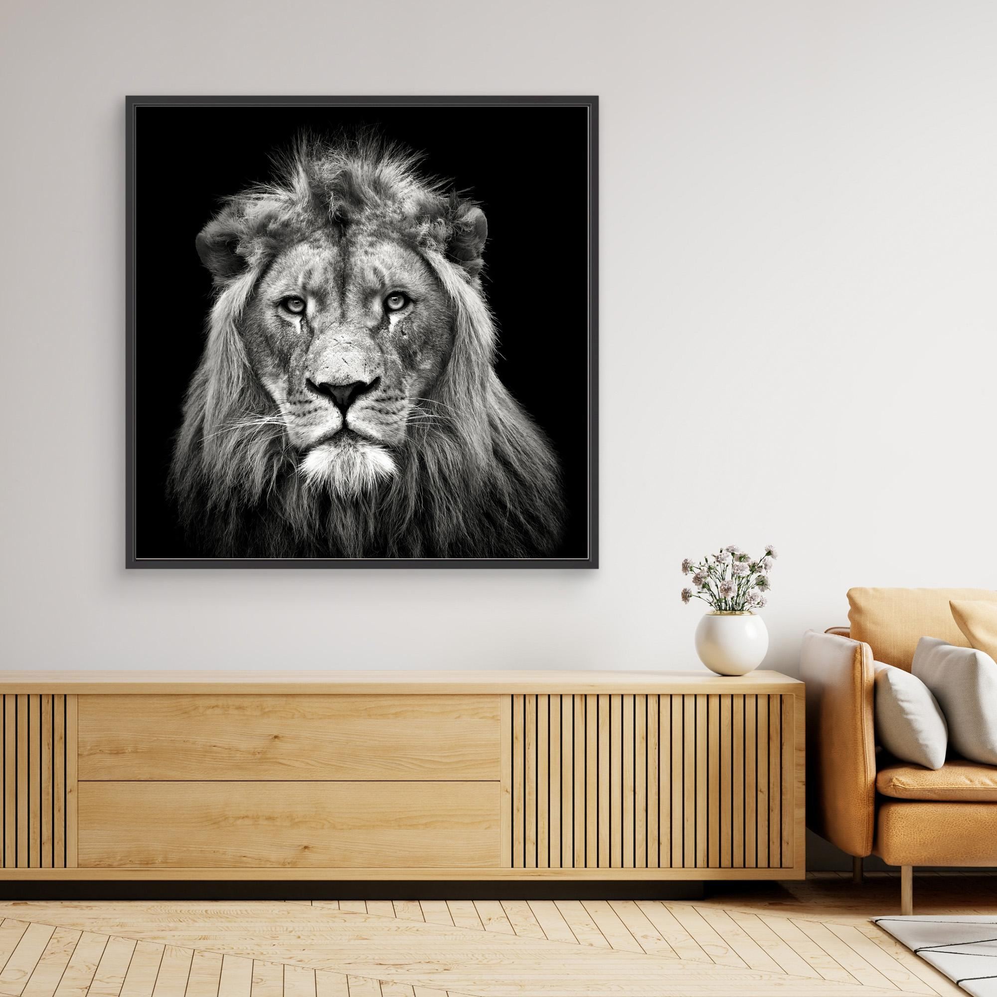 Young Male Lion by Christian Meermann