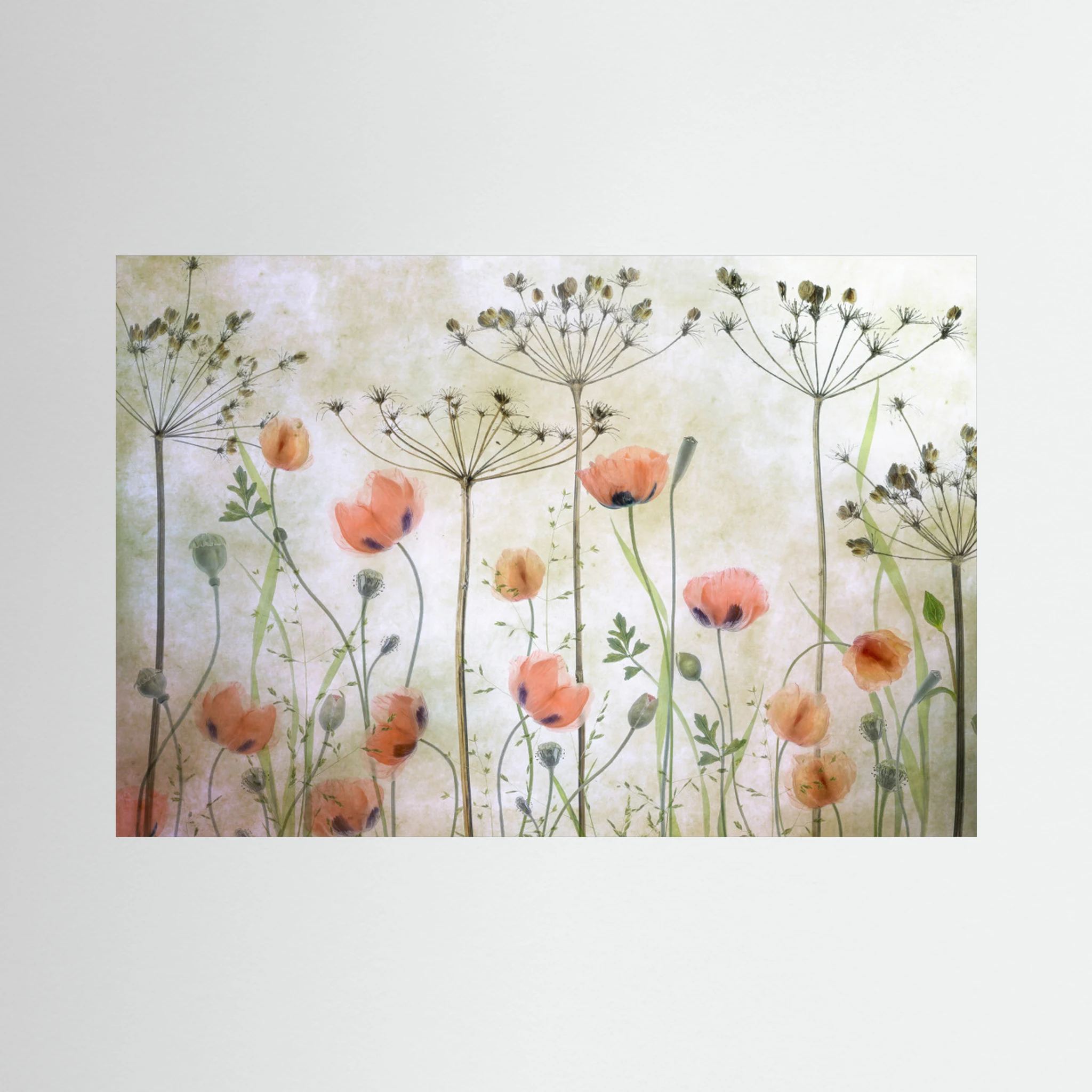 Poppy Meadow by Mandy Disher