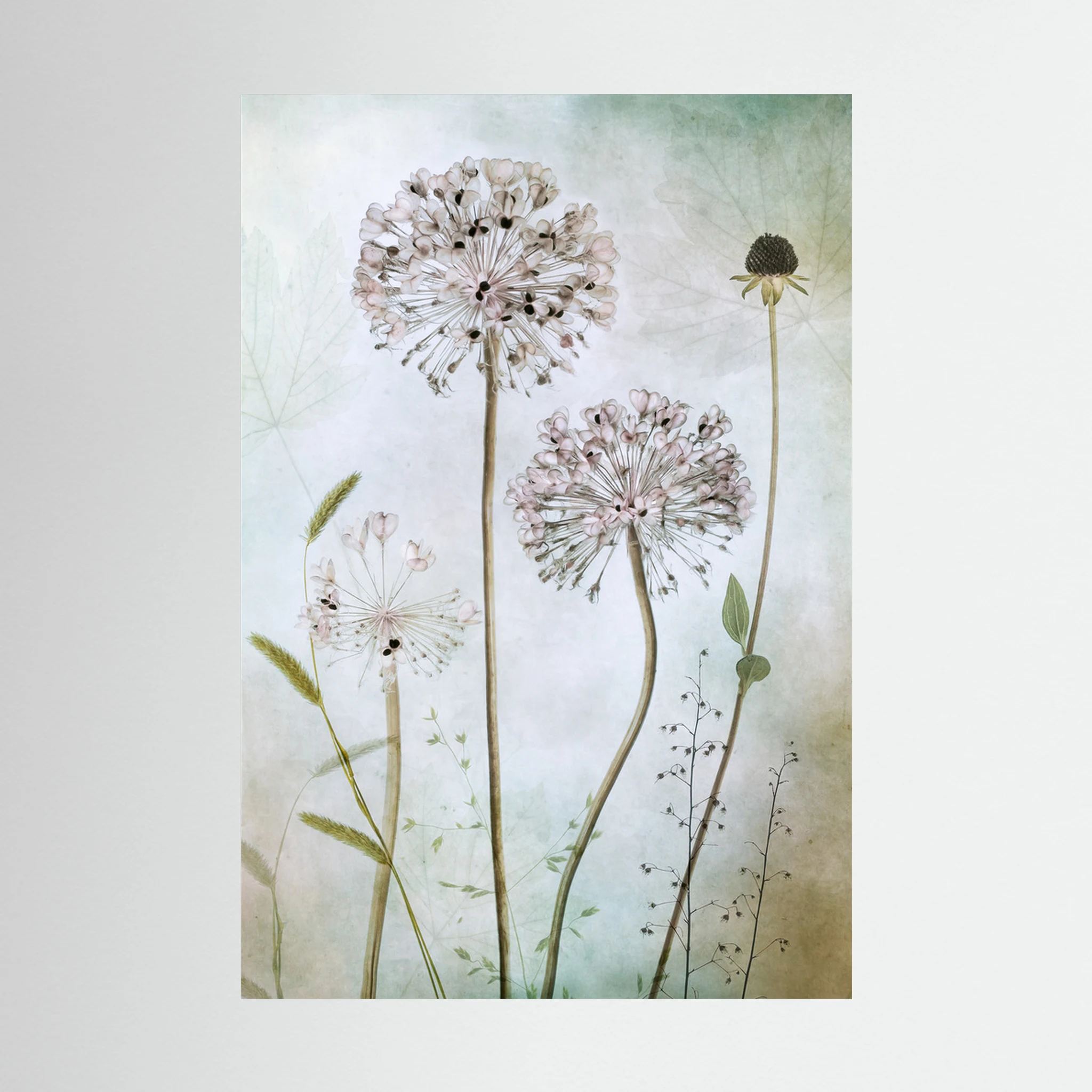 Allium by Mandy Disher