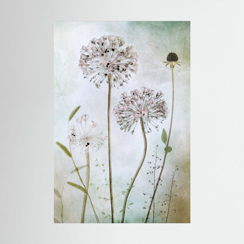 Allium by Mandy Disher