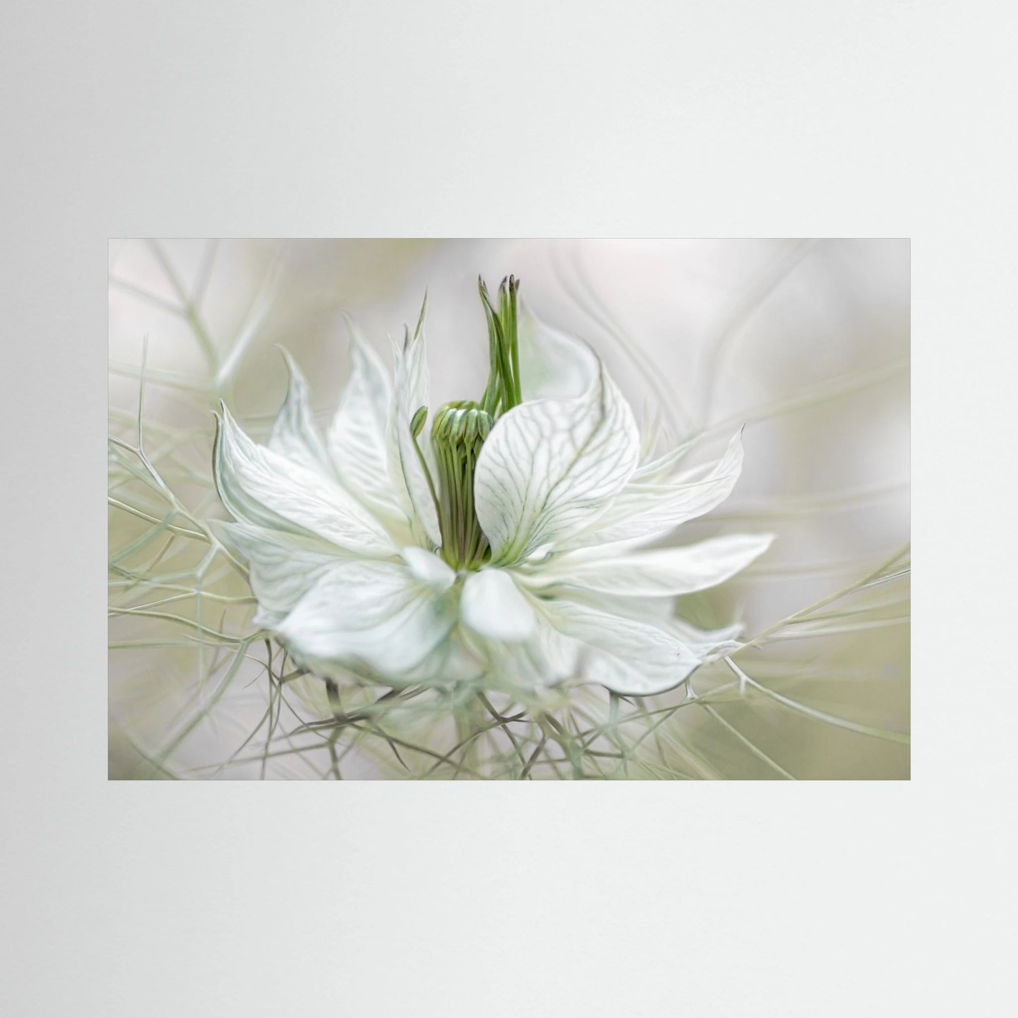 Nigella by Mandy Disher