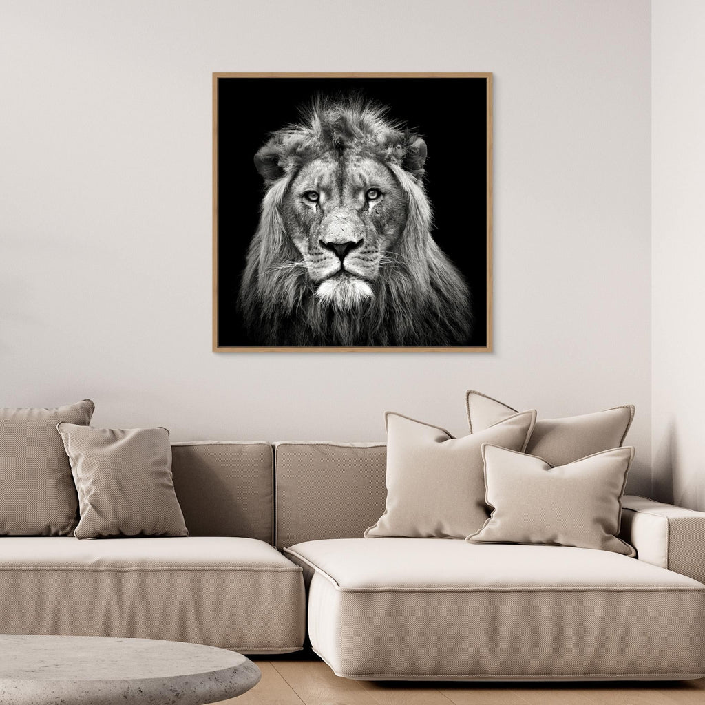 Young Male Lion by Christian Meermann