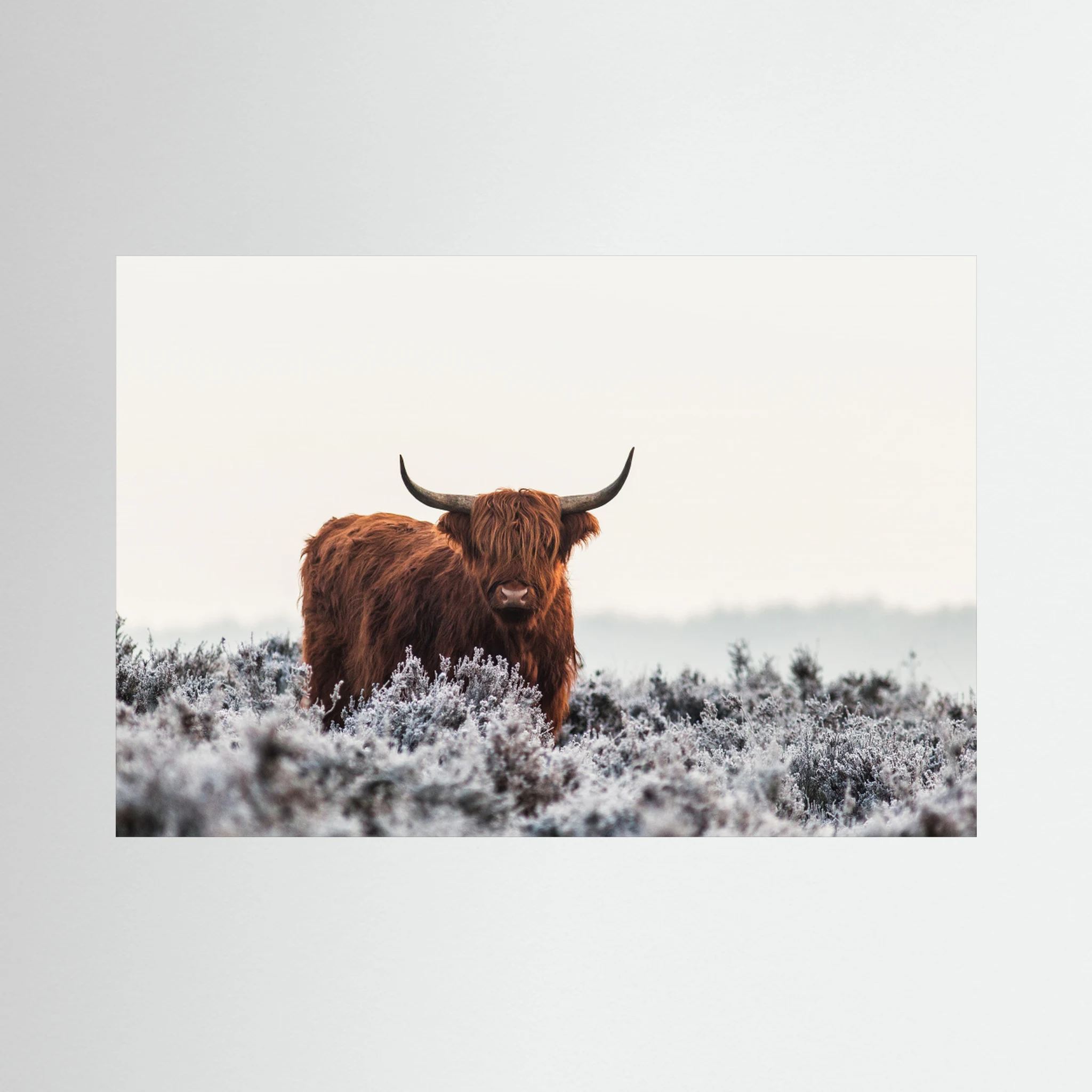 Highlander by Jaap Van Den Helm