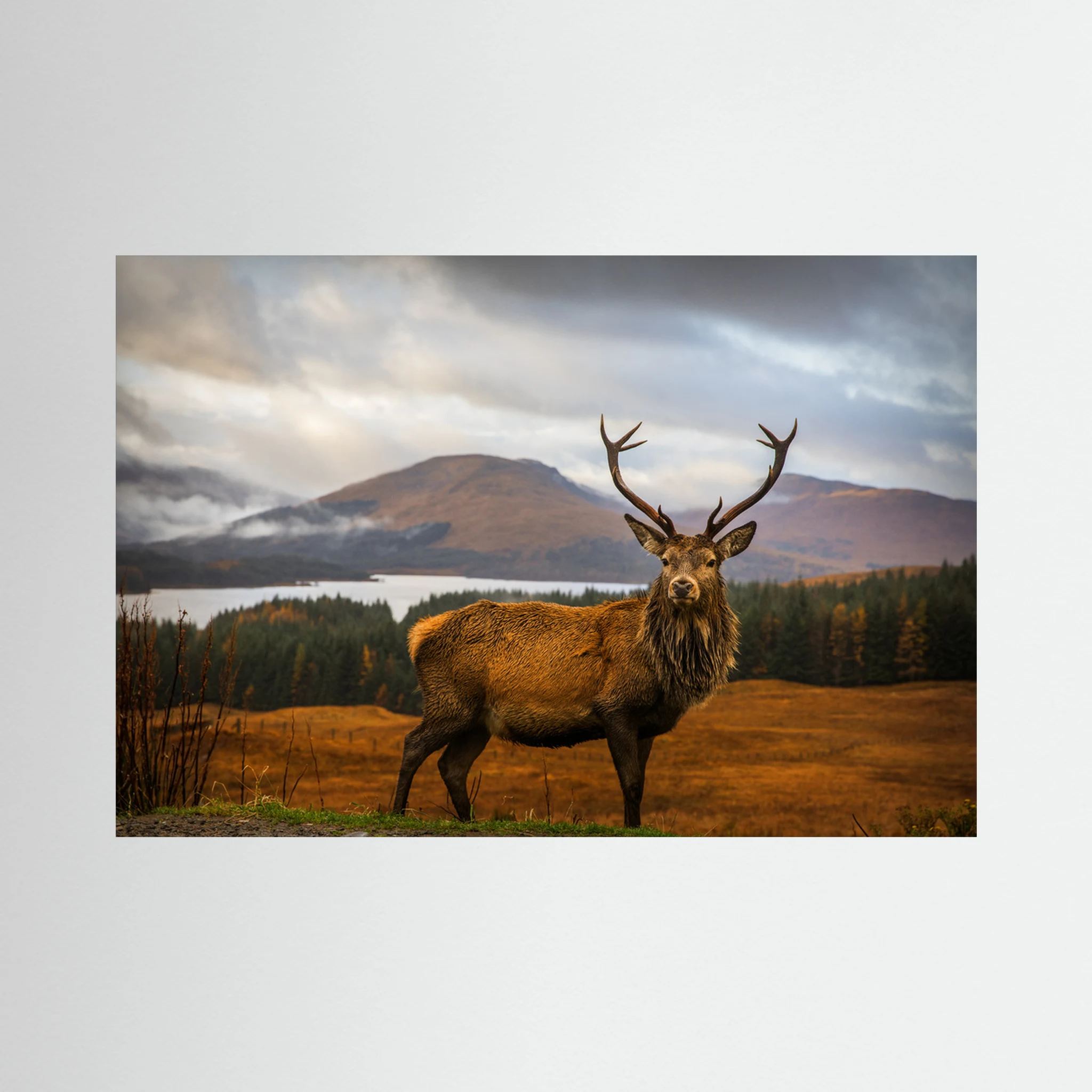 Scottish Stag by Adrian Popan